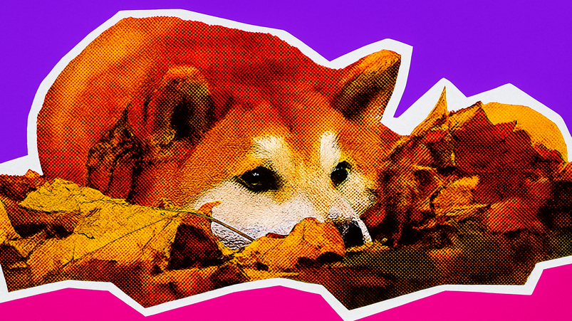 Perché Dogecoin sta salendo oggi