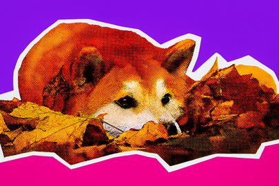 Perché Dogecoin sta salendo oggi