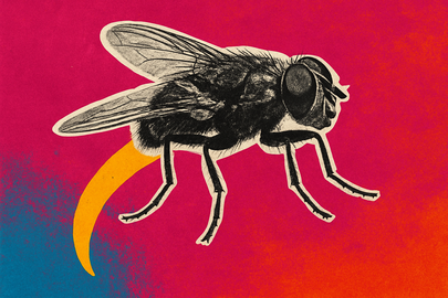 Shopify promossa, Coinbase declassata da analisti